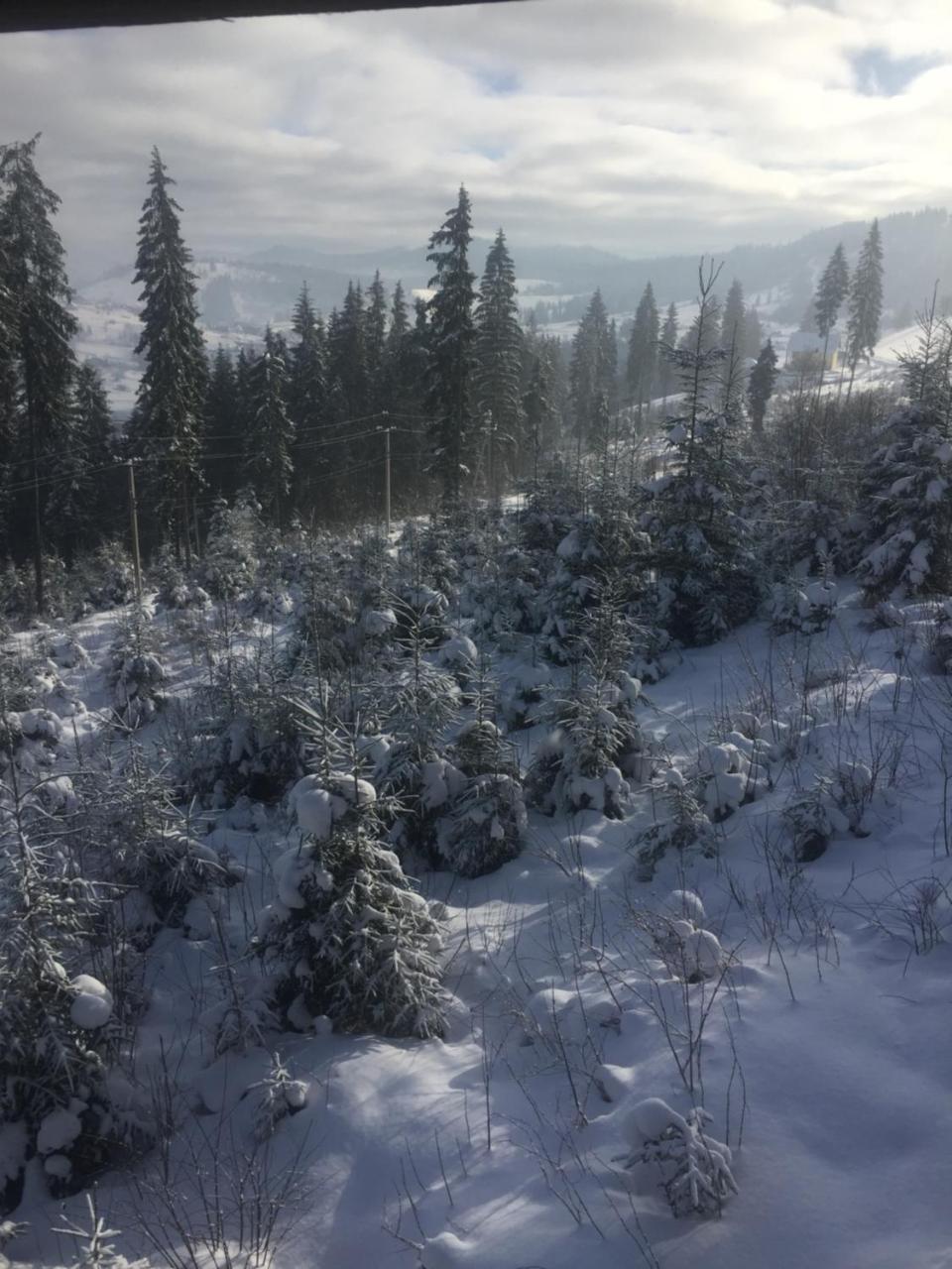 Chalet Shepit Karpat Μπούκοβελ Εξωτερικό φωτογραφία